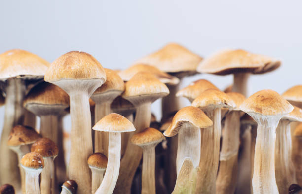 Why Do Shrooms Have Such a Powerful Effect? post thumbnail image