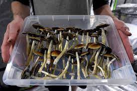 Understanding the other sorts of fresh mushrooms and their utilizes post thumbnail image