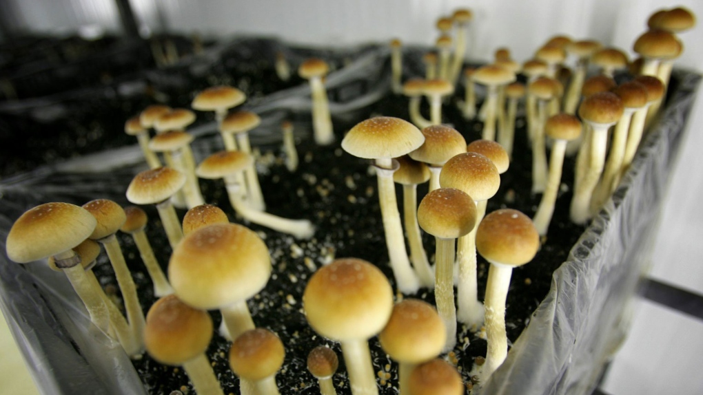 Cultivating MagicMushrooms in Canada: A Beginner’s Guide post thumbnail image