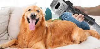 Discover what will make a dog blow dryer your best obtain option post thumbnail image