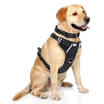 Do You Know The Drawbacks Of The Pet Harness? post thumbnail image