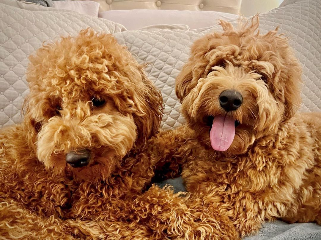 What To Expect With Your New Goldendoodle Puppy post thumbnail image