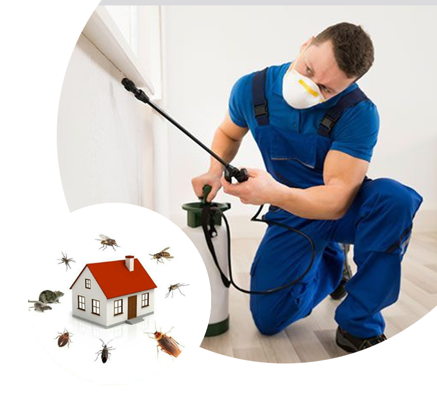 911 Exterminators in Forney TX: Fast and Effective Solutions to Get Rid of Pests post thumbnail image