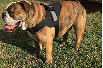 The views concerning the personalized dog harness are extremely positive post thumbnail image