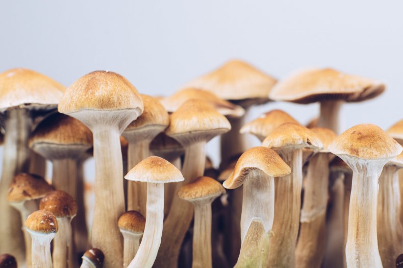 How to Look for Shrooms in D.C post thumbnail image