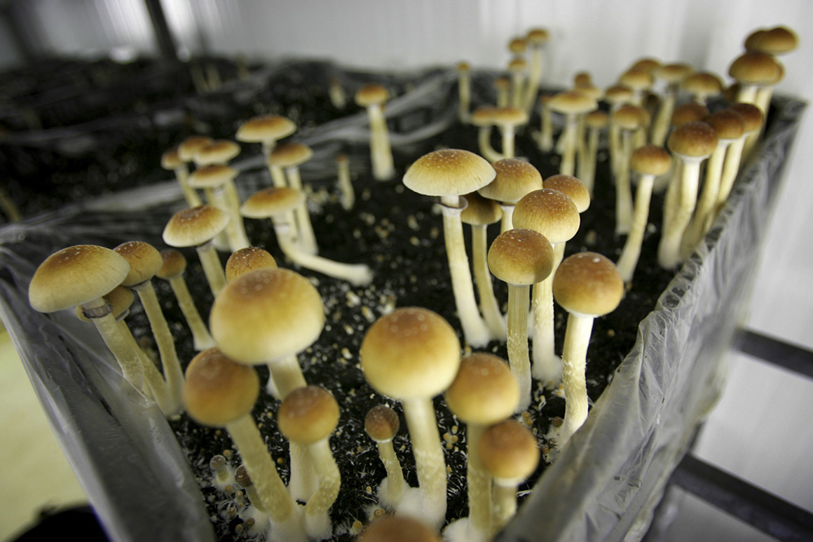 How Magic Mushrooms May Help Take care of Despression symptoms post thumbnail image