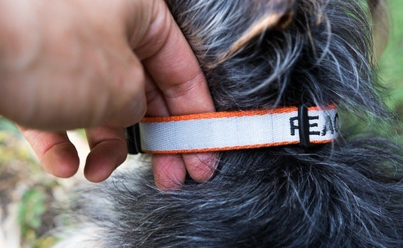 Keeping an Eye on Fido Anytime – The Trendy Halo Dog Collar post thumbnail image