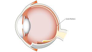 Guarding Your Eyesight from Injury to the Macula post thumbnail image