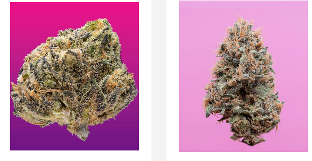 Prepare for a Legal Substantial by using these High-THC Hemp Versions post thumbnail image