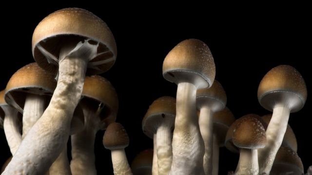 Knowing much more before taking mushrooms post thumbnail image