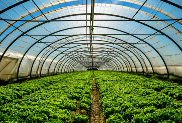 Transparent Tranquility: The Beauty and Functionality of Greenhouses post thumbnail image